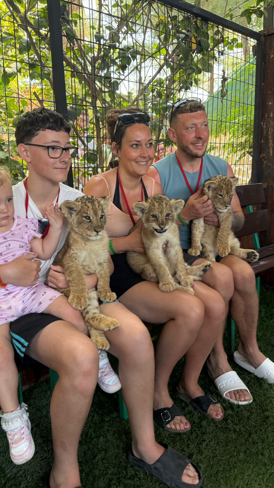 Baby Lions