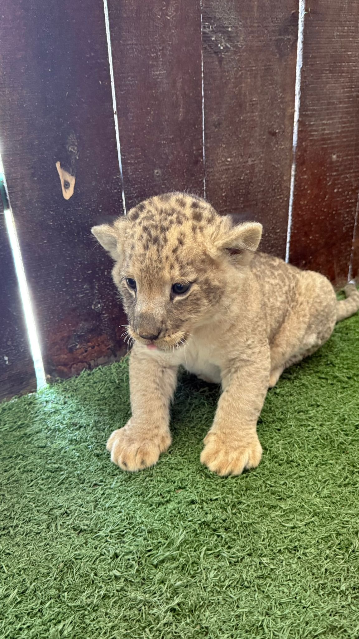 Private Lion Encounter & Zoo Experience From Alanya - Side Region